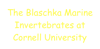 The Blaschka Marine Invertebrates at Cornell University